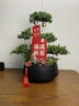 五層塔松盆栽辦公室青松綠植喬遷開(kāi)業(yè)禮物送導師松樹(shù)盆景室內植物 生日快樂(lè )【五層塔松盆景】 曬單實(shí)拍圖