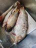 云飛魚無結(jié)主線線組套裝釣魚線主線成品綁好黑坑大物鰱鳙主線組配件漁具 3.9米八字環(huán)款4卷【拉力提升】 2.0號 曬單實(shí)拍圖