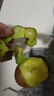 淳果一木 黃心獼猴桃 河南黃金奇異果金果獼猴桃 新鮮水果 生鮮 水果 12個單果50-77.9克+ 曬單實拍圖