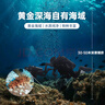 宮壹大連即食海參1斤15-25只 固形物超75%底播刺參鮮活海參加工免泡發(fā) 曬單實(shí)拍圖