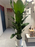 花財主天堂鳥(niǎo)盆栽辦公室大型綠植客廳盆栽家用吸甲醛凈化空氣綠植 7-8天堂鳥(niǎo)1.6-1.7【圓柱盆】 曬單實(shí)拍圖
