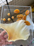 胖東來(lái)品質(zhì)特大魚(yú)翅干 干貨海狗翅海翅干 干干 干浦魚(yú)翅天鰩魚(yú)大 特大海狗翅(約5片)半斤(250g) 曬單實(shí)拍圖