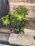愛(ài)優(yōu)尚桂花樹(shù)苗四季桂盆栽可食用開(kāi)花香室內外陽(yáng)臺客廳白源頭直發(fā) 曬單實(shí)拍圖