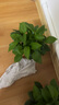 綠有意綠蘿盆栽除甲醛室內(nèi)好養(yǎng)花卉植物綠蘿批發(fā)辦公室新房裝修凈化空氣 110#原盆儲水盆10盆裝+4肥 帶盆帶土發(fā)貨 曬單實拍圖