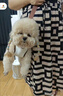 YNPO中小型犬狗狗斜挎包外出便攜背包夏季手拎包牽引繩單肩包遛狗神器 狗狗橫向背包【卡哇伊萌萌米色】+響紙球 S-適合用5-8.5斤 曬單實(shí)拍圖