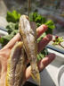 胖東來品質(zhì)香酥小黃魚即食魚干海味黃花魚網(wǎng)紅大休閑零食品干貨解 [香酥原味]小黃魚干1包(約20條) 曬單實拍圖