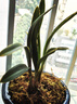 劉閣蘭花四季建蘭銘品君荷帶花濃香型好養室內陽(yáng)臺綠植花卉盆栽 建蘭達摩蘭3壯苗帶花苞 曬單實(shí)拍圖