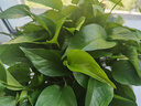 雙盟綠蘿盆栽除甲醛花卉綠植辦公室新房?jì)艋諝?80加侖4盆裝源頭直發(fā) 曬單實(shí)拍圖
