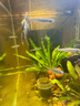 創(chuàng)寧活性炭細(xì)菌屋過濾材料魚缸過濾器專用除黃水凈水魔方立凈寶 濾凈寶 0.5L 曬單實拍圖