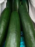 京喜加新鮮無刺水果小黃瓜小青瓜脆甜荷蘭脆嫩生吃黃瓜蔬菜 水果黃瓜 1斤 凈重 曬單實拍圖
