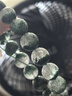 曉芳巴西綠幽靈水晶手串女千層山聚寶盆綠色單圈手串男珠子手鏈情侶款 12mm綠幽靈 曬單實(shí)拍圖