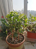 茉莉花苗盆栽帶花苞九里香老樁驅蚊花卉植物室內濃香四季開(kāi)花好養 大份茉莉花【4-6顆】花苞飽滿(mǎn) 不含盆 曬單實(shí)拍圖