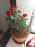 果汁陽臺(tái)月季花苗四季開花卉盆栽綠植物室內(nèi)花易活玫瑰帶花苞庭院 紅蘋果【大花濃香，月月開分枝多】 【帶花苞】【盆口徑15cm】原盆冠25高35 曬單實(shí)拍圖