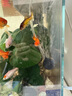 坤寧王魚(yú)缸增氧泵超靜音氧氣泵養魚(yú)打氧機家用小型充氧泵大氣量加氧3W 曬單實(shí)拍圖