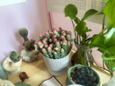 采緹（CAITI）【萬(wàn)人選購】多肉植物帶盆 水晶玉露多肉植物幼兒園盆栽 孔明燈玉露一顆【新品】 原盆原土 曬單實(shí)拍圖