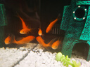 米家（MIJIA）小米米家智能生態(tài)魚缸還原自然生態(tài)補(bǔ)倉(cāng)一次三月無(wú)憂出差旅行必備 曬單實(shí)拍圖