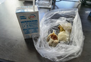 皇家小虎糯米大燒麥1.1kg約20個(gè)香菇豬肉燒賣 早餐半成品速食食品源頭直發(fā) 曬單實(shí)拍圖