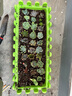 多肉植物組合3-5厘米卷好盆栽耐干旱好養(yǎng)新手基地玉露綠植盆栽 【不重復(fù)3-5cm】28棵多肉有玉露 曬單實(shí)拍圖