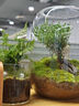 封茗【生命之樹】生態(tài)瓶苔蘚微景觀青苔造景缸植物辦公室綠植桌面盆栽 生命之樹微景觀(透明款) 曬單實拍圖
