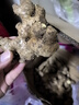 京鮮生 云南小黃姜 凈重3斤 生姜 新鮮蔬菜 源頭直發(fā) 曬單實拍圖