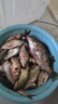 川澤釣魚果酸小藥高濃度藥酒餌料魚餌誘魚添加劑鯽鯉青草野釣黑坑湖庫 綠果酸（高濃度60ML）1瓶 曬單實(shí)拍圖