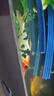 【包活包損】錦鯉活魚(yú)觀(guān)賞魚(yú)活體好養耐活冷水淡水魚(yú)日系錦鯉金魚(yú) 【精品】一條昭和錦鯉 11--13cm 曬單實(shí)拍圖