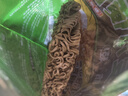云山半 蕎麥方便面60g*10包 0脂肪拌面冷面條 健身代餐速食免煮掛面泡面 曬單實(shí)拍圖