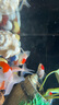 【鶴頂紅】精品金魚(yú)幼苗小魚(yú)魚(yú)苗紅帽招財冷水鴻運當頭獅子頭好養魚(yú)苗小型 鴻運當頭買(mǎi)3送3 4-6厘米【靈動(dòng)好看】 曬單實(shí)拍圖