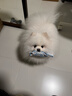 Orijen渴望狗糧 小型犬成犬 全價(jià)無(wú)谷進(jìn)口魚(yú)肉進(jìn)口犬糧1.8kg 效期26/8 曬單實(shí)拍圖