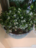 四季常青金魚花吊蘭盆栽室內(nèi)綠植花卉多肉植物發(fā)財樹好養(yǎng)易活客廳 金魚吊蘭原土盆【買1送1發(fā)兩盆】 曬單實拍圖