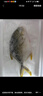 環(huán)球水產(chǎn)南海大規(guī)格金鯧魚550g1條 BAP認證 海魚 生鮮魚類 火鍋 海鮮水產(chǎn) 曬單實拍圖