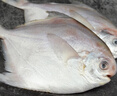純色本味 冷凍舟山白鯧魚 800g 銀鯧魚 8-12條  地標(biāo)產(chǎn)品 平魚 生鮮魚類 曬單實(shí)拍圖