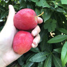 新疆香妃海棠果新鮮水果伊犁沙果孕婦小蘋(píng)果現摘脆甜雞心糖心野生 3斤裝普通快遞 曬單實(shí)拍圖