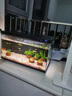 BIBK德國品質(zhì)魚(yú)缸除藻去苔劑青苔清除劑不傷魚(yú)池水藻藍綠黑毛藻去除克 魚(yú)池除藻劑【3斤】?jì)羲?曬單實(shí)拍圖