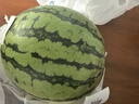 【產(chǎn)地直采】麒麟奶油西瓜1粒4kg 曬單實(shí)拍圖