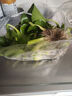 水養花卉浮萍水草葫蘆植物魚(yú)塘魚(yú)池魚(yú)缸養烏龜缸凈化水質(zhì)水芙蓉 葫蘆5株送3株（實(shí)發(fā)8株） 5-10cm直徑 曬單實(shí)拍圖
