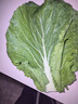 曠古農業(yè)東北新鮮大白菜葉 包菜飯包菜葉白菜葉 蘸醬菜蔬菜 20片現摘現發(fā) 曬單實(shí)拍圖
