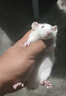 甄霜花枝鼠活物學(xué)生宿舍寵物寶寶幼崽鼠萌寵親人已打疫苗健康包郵特價(jià) 深色正臉哈士奇【已打疫苗】 曬單實(shí)拍圖