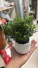 MPPMCK放青松綠植霧松室內(nèi)小盆栽辦公室桌面植物擺件四季好養(yǎng)活凈化空氣 不含盆 （單植物） 【桌擺小盆栽】霧凇(高15-25cm) 曬單實(shí)拍圖