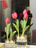 郁金香種球可土培水培陽(yáng)臺花卉種球室內外開(kāi)花大球種植簡(jiǎn)單好成活 【混色】5顆郁金香種球+肥料 曬單實(shí)拍圖