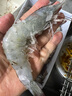 厄瓜多爾南美白對蝦 大蝦 只只分離 原裝進(jìn)口領(lǐng)鮮匯 3040鹽凍南美白蝦 1.65kg(凈重) 曬單實(shí)拍圖