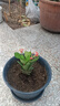 【帶盆種植好】虎刺梅盆栽花卉海棠花鐵海棠四季開花植物室內(nèi)外種 虎刺梅2盆+原土發(fā)貨 曬單實(shí)拍圖
