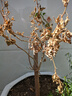 三角梅盆栽花苗綠植物重瓣庭院陽(yáng)臺爬藤攀援植物花卉樹(shù)苗盆景 三角梅4年苗【優(yōu)質(zhì)苗】 曬單實(shí)拍圖