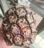國產鳳梨金鉆牛奶鳳梨黑鉆甜蜜蜜鳳梨新鮮水果手撕鳳梨非菠蘿 1粒裝 單果500-650g 曬單實拍圖
