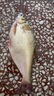 【浪尖魚竿】手竿超輕超硬魚桿垂釣鯽魚竿短節(jié)溪流竿特價(jià)魚竿28調(diào) 2.7m (實(shí)際長(zhǎng)度2.4米) 曬單實(shí)拍圖