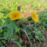 莫代爾男士?jì)妊澞袩o(wú)痕桑蠶絲10a抗菌莫代爾涼感透氣平角大碼四角短褲衩 深灰+黑色+寶藍 3條 3XL 【推薦150-175斤-桑蠶絲襠】 曬單實(shí)拍圖