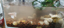 漢洋（ WATERWEEDS INDUSTRY）火山石火山巖顆粒魚(yú)缸底砂鋪底過(guò)濾材料草缸造景養(yǎng)魚(yú)用品2斤 曬單實(shí)拍圖