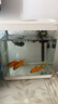 技研精工（JIYJNJINGGONG）魚(yú)缸客廳小型家用帶增氧桌面超白玻璃過(guò)濾免換水生態(tài)懶人魚(yú)缸240 曬單實(shí)拍圖