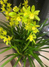 Only you【兩小時(shí)達(dá)】蘭花盆栽室內(nèi)帶花苞名貴春蘭墨蘭開(kāi)業(yè)喬遷生日禮物 綠色蘭花-綠精靈【美人面花盆】 曬單實(shí)拍圖
