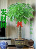 綠韻花田【兩小時(shí)達】步步高發(fā)財樹(shù)盆栽植物室內大型植物客廳開(kāi)業(yè)公司門(mén)口 單桿發(fā)財樹(shù)一對 曬單實(shí)拍圖